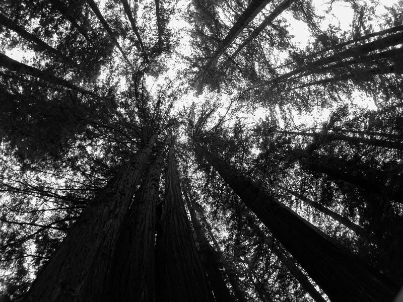 Capturing low-light forest moments