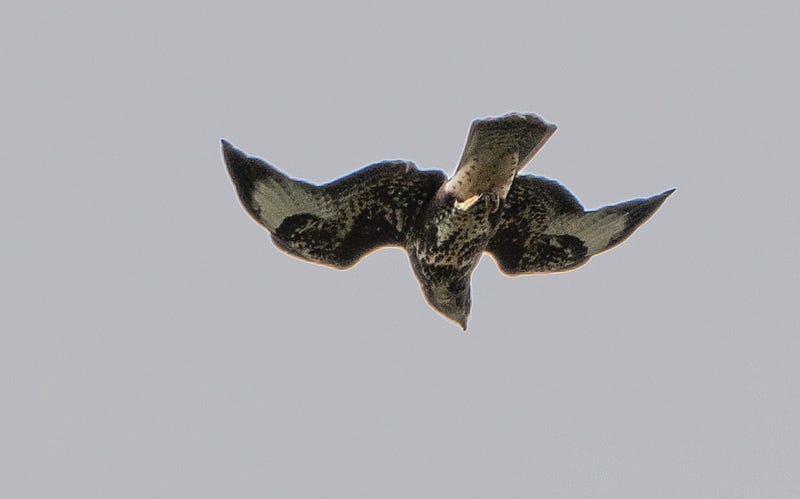 Buzzard in flight (photo by author)