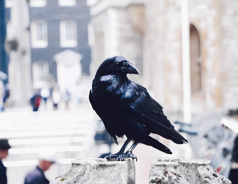 Crows displaying social behavior