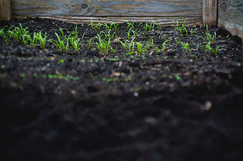 Fresh soil ready for planting