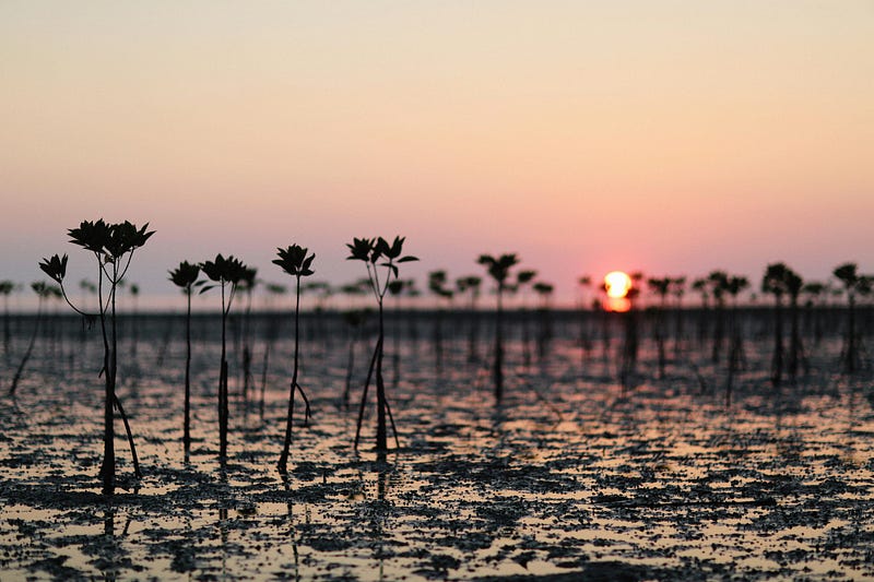 Recently planted mangroves in an urban setting.