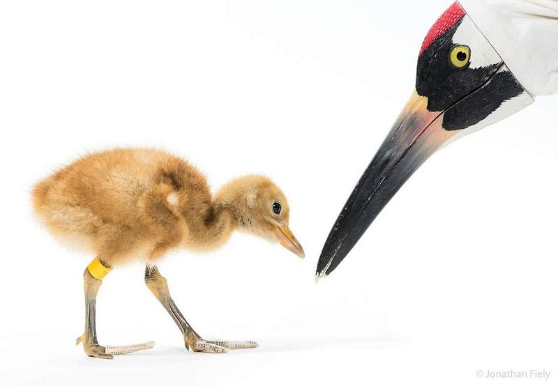 Newly-hatched whooping crane training session