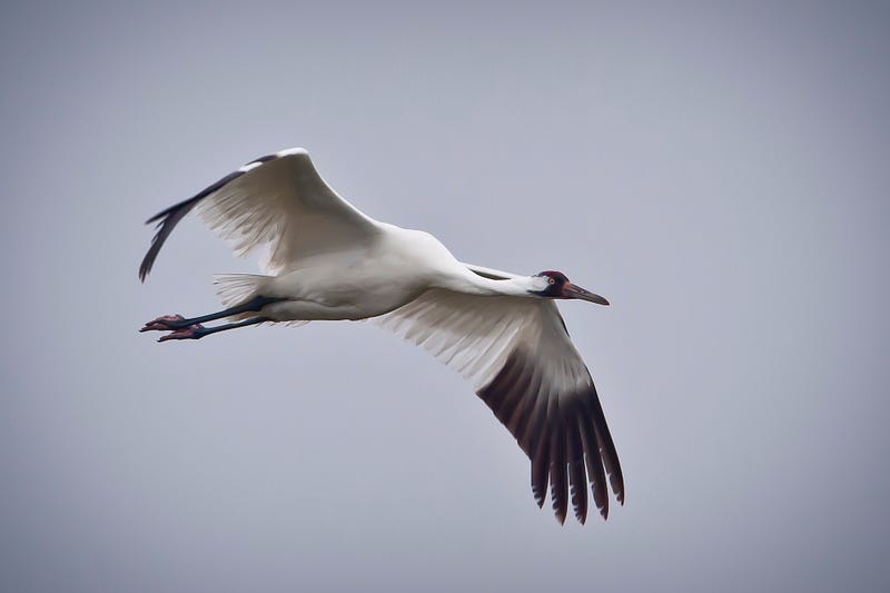 Adult whooping crane in flight