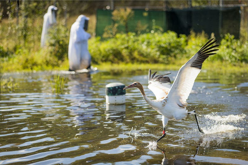 Immature whooping cranes in migration training