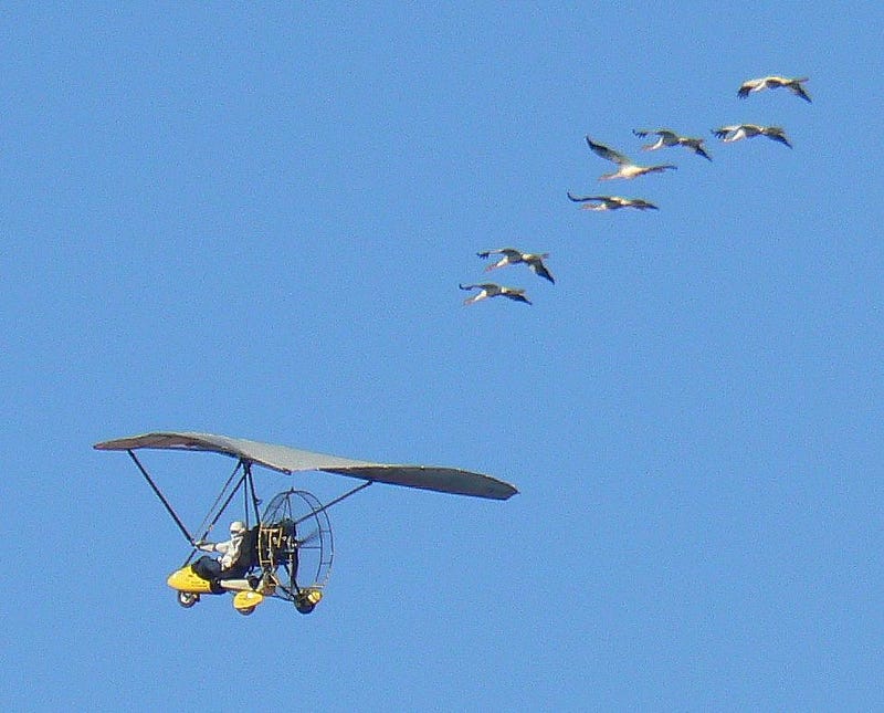 Whooping crane chick with parent