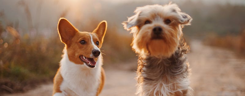 Cute corgi photo for comic relief