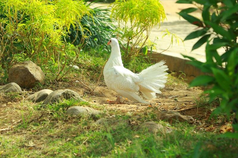 A serene white dove symbolizing divine love