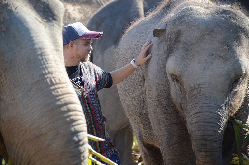 Elephants in Thailand symbolizing decentralization