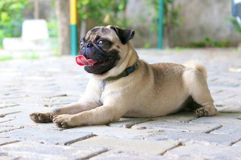 A playful pug enjoying outdoor activities