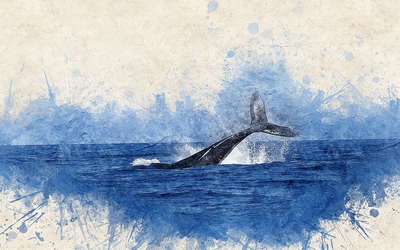 Illustration depicting Peto's Paradox in whales