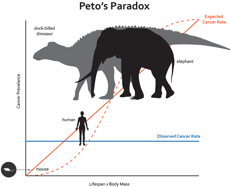 Diagram illustrating DNA repair efficiency in bowhead whales