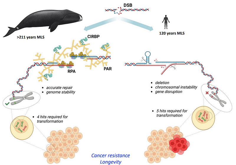 Visual representation of DNA repair proteins in bowhead whales