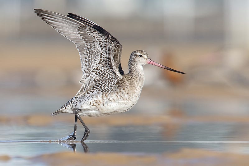 Bar-tailed godwit in flight showcasing its aerodynamic design.