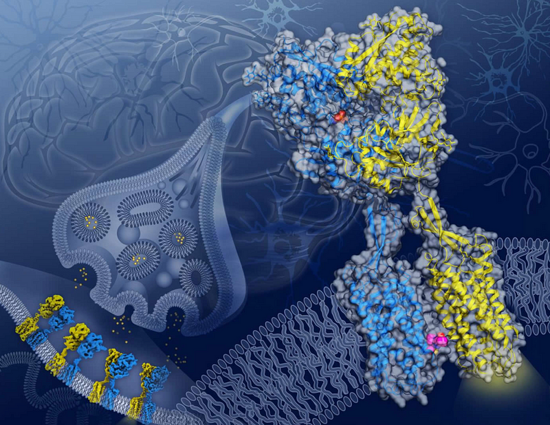 Visual representation of GABA protein structure