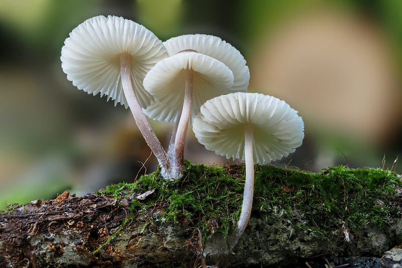 Fungi thriving in Chernobyl