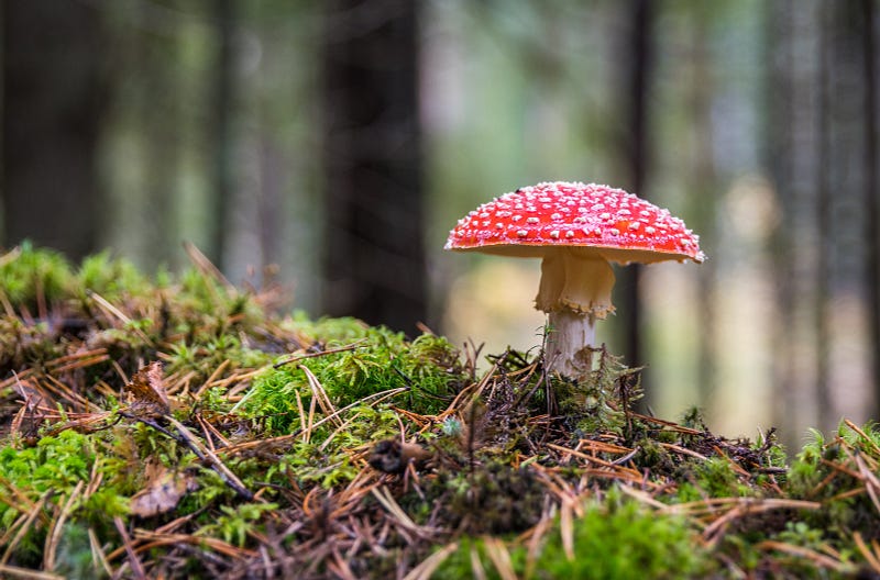 The resilience of fungi in the Amazon