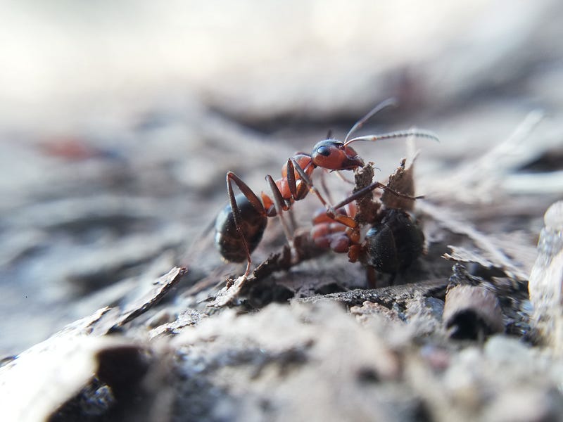 Ants caring for injured comrades