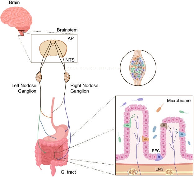 Illustration of GLP-1 hormone function