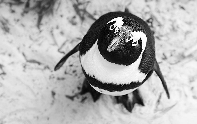 Adorable penguin resembling a tea cozy