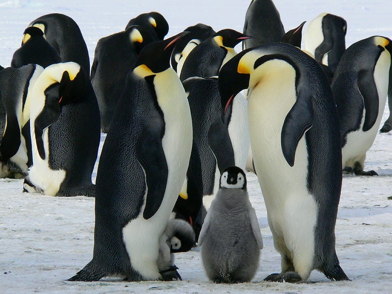 Penguins preparing to build a snow penguin