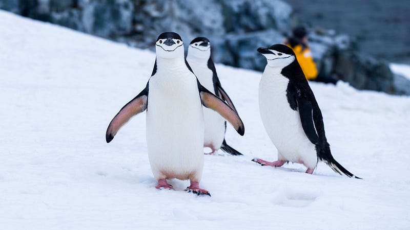 Penguin taking a break from family