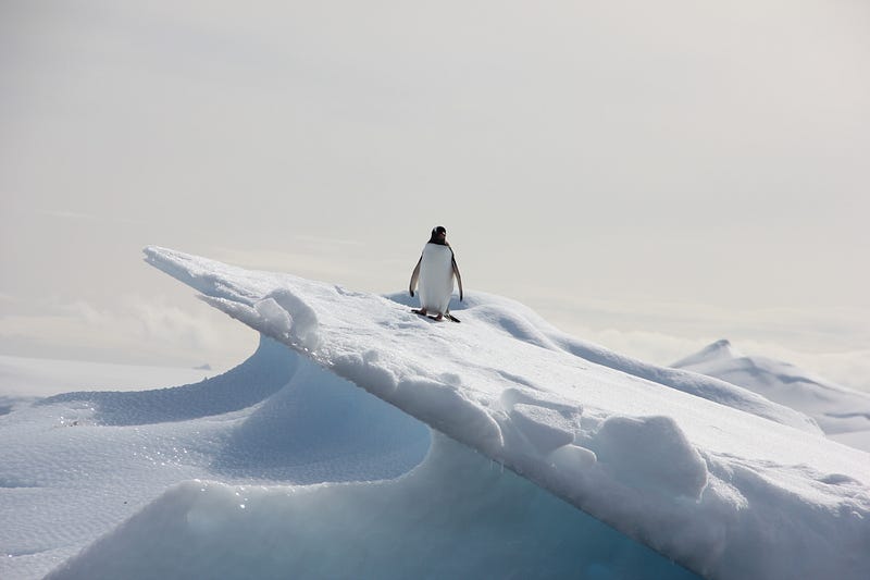 Emperor penguin standing protectively over its egg