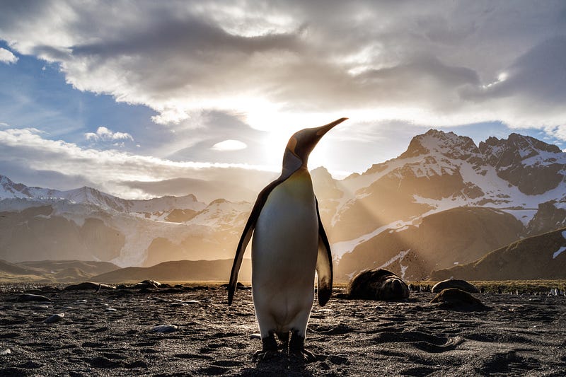 Penguins huddling together for warmth