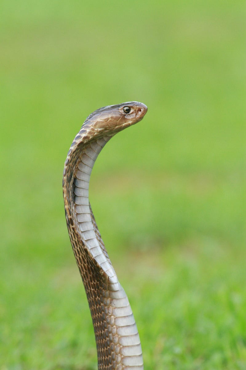 A close-up image of a snake in its natural habitat.