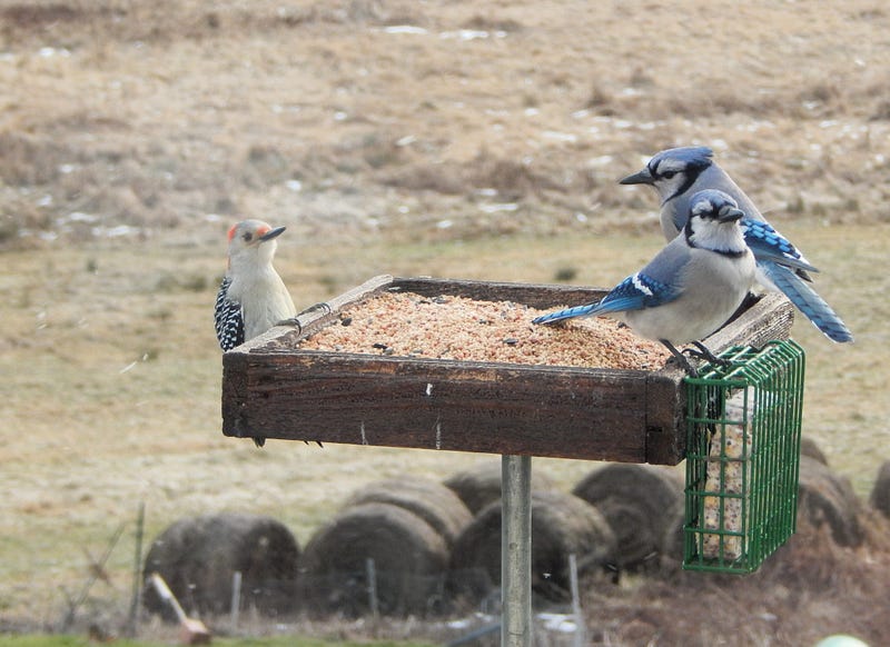 Birdwatching Tools