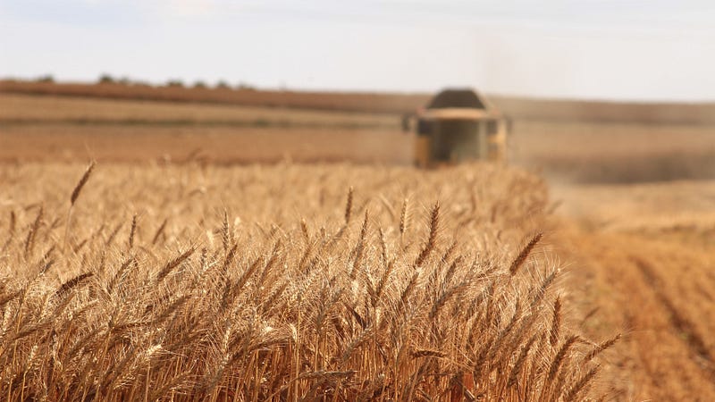 Monoculture fields lacking diversity.