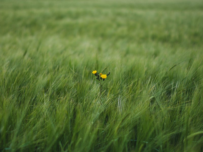 A small patch of diverse plants competing with a lawn.